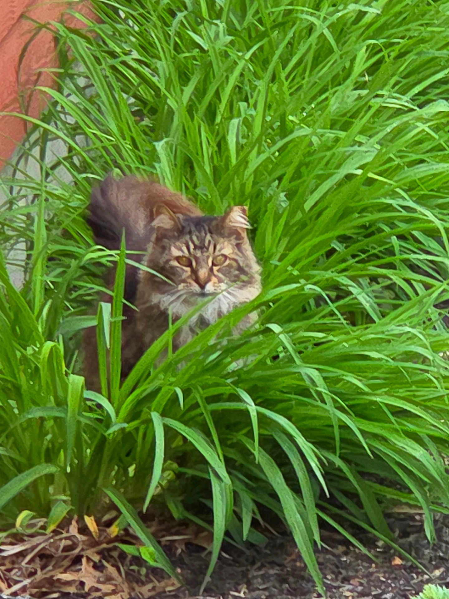 Jake joined the competition — help win amazing prizes! cat, tabby, greenery, plants, garden, outdoor, nature, animal, feline, fur, leaf, bush, curious, wildlife, pet, mammal, eyes, stealth, camouflage, flora