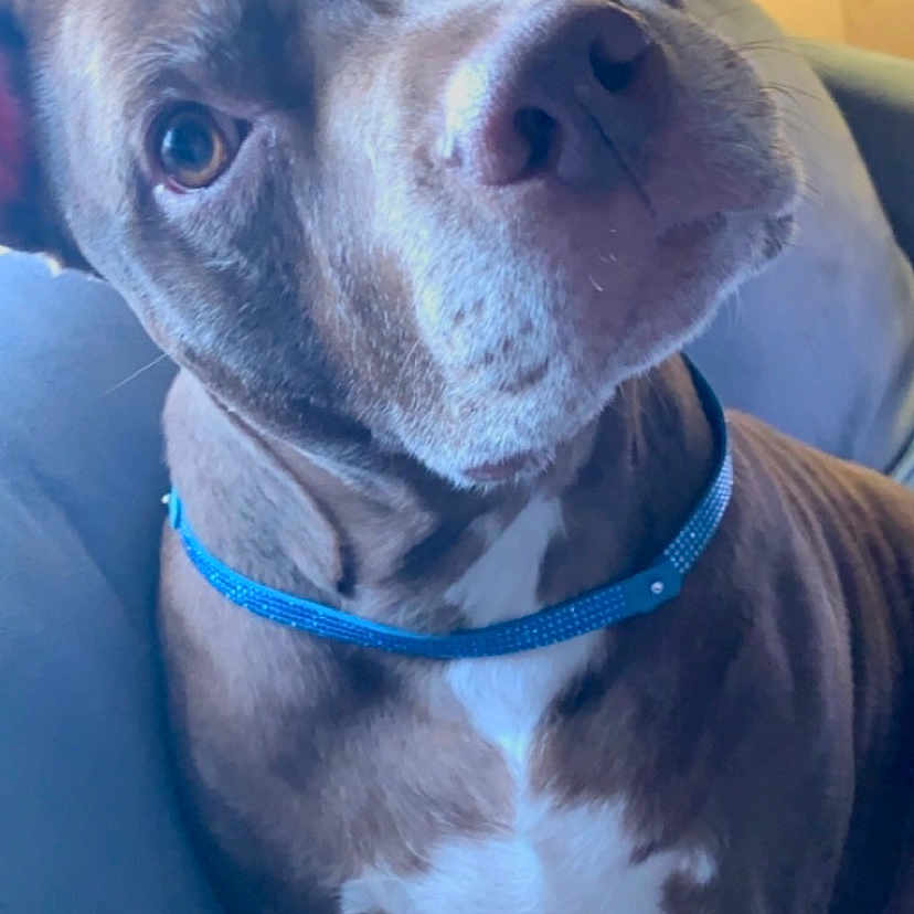 Binx is registered to the contest to win money with this photo: american_pit_bull_terrier, american_staffordshire_terrier, bandog, bully_kutta, canidae, carnivore, collar, dog, dog_breed, dog_collar, fawn, mammal, non_sporting_group, nose, pit_bull, snout, sporting_group, staffordshire_bull_terrier, vertebrate, whiskers