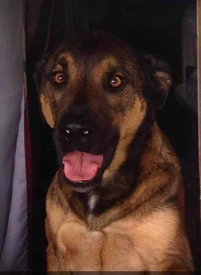 Kozmo joined the competition — help win amazing prizes! canidae, carnivore, companion_dog, dog, dog_breed, fang, fawn, fur, german_shepherd_dog, giant_dog_breed, guard_dog, night, paw, pet_supply, snout, sporting_group, terrestrial_animal, whiskers, working_animal, working_dog