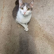 Daisy is registered to the contest to win money with this photo: cat, gray_and_white, sitting, floor, concrete, curious, pet, animal, feline, indoor, looking_up, paws, crossed_paws, whiskers, ears, tail, close_up, domestic_cat, cute, alert