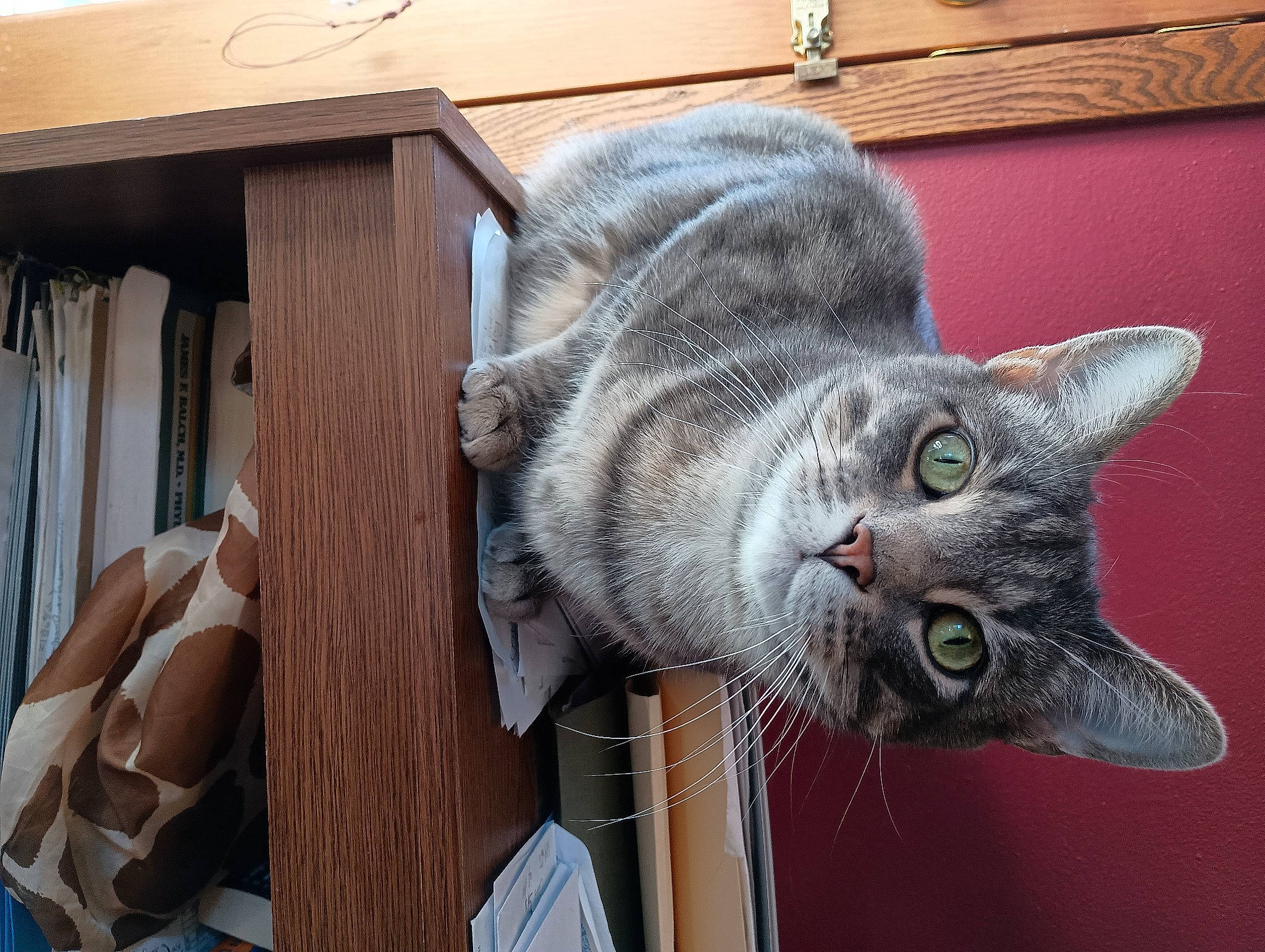 Prince joined the competition — help win amazing prizes! black_cat, carnivore, cat, cat_supply, chartreux, domestic_short_haired_cat, felidae, fur, grey, hardwood, russian_blue, small_to_medium_sized_cats, snout, tail, whiskers, window, wood