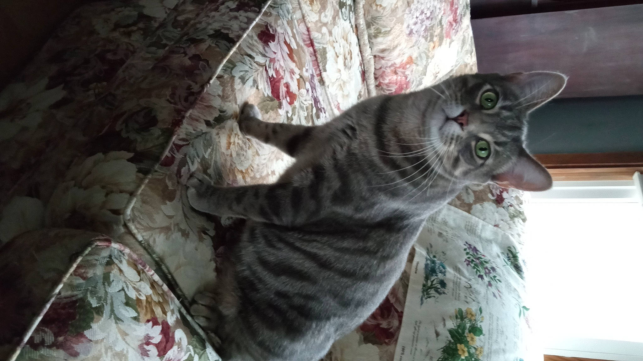 Prince is registered to the contest to win money with this photo: carnivore, cat, comfort, domestic_short_haired_cat, felidae, fur, grey, small_to_medium_sized_cats, snout, tail, terrestrial_animal, whiskers, window