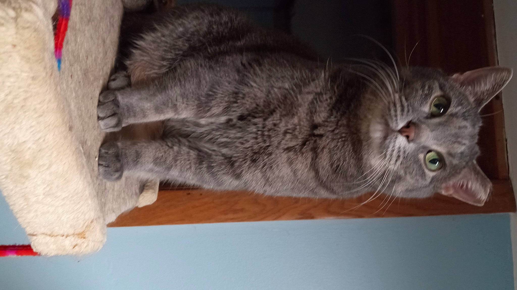 Queenie joined the competition — help win amazing prizes! carnivore, cat, domestic_short_haired_cat, felidae, fur, grey, small_to_medium_sized_cats, snout, tail, whiskers, wood