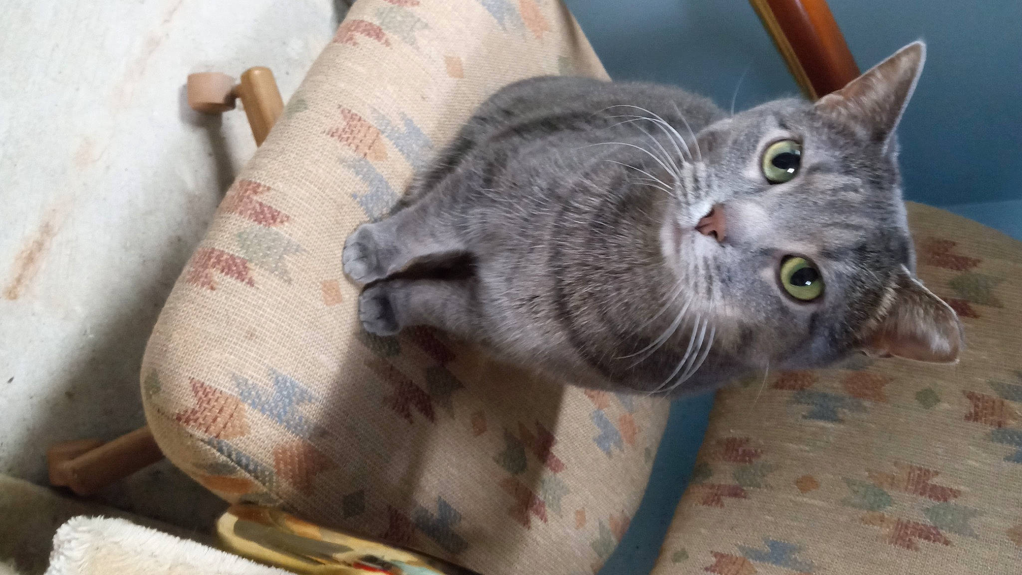 Queenie joined the competition — help win amazing prizes! carnivore, cat, domestic_short_haired_cat, felidae, fur, grey, russian_blue, small_to_medium_sized_cats, snout, tail, whiskers, wood