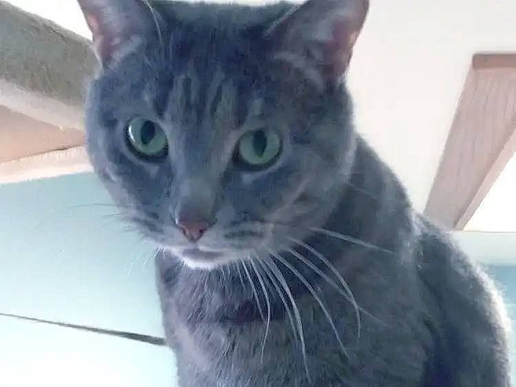 Queenie is registered to the contest to win money with this photo: carnivore, cat, domestic_short_haired_cat, felidae, fur, small_to_medium_sized_cats, snout, terrestrial_animal, whiskers, window