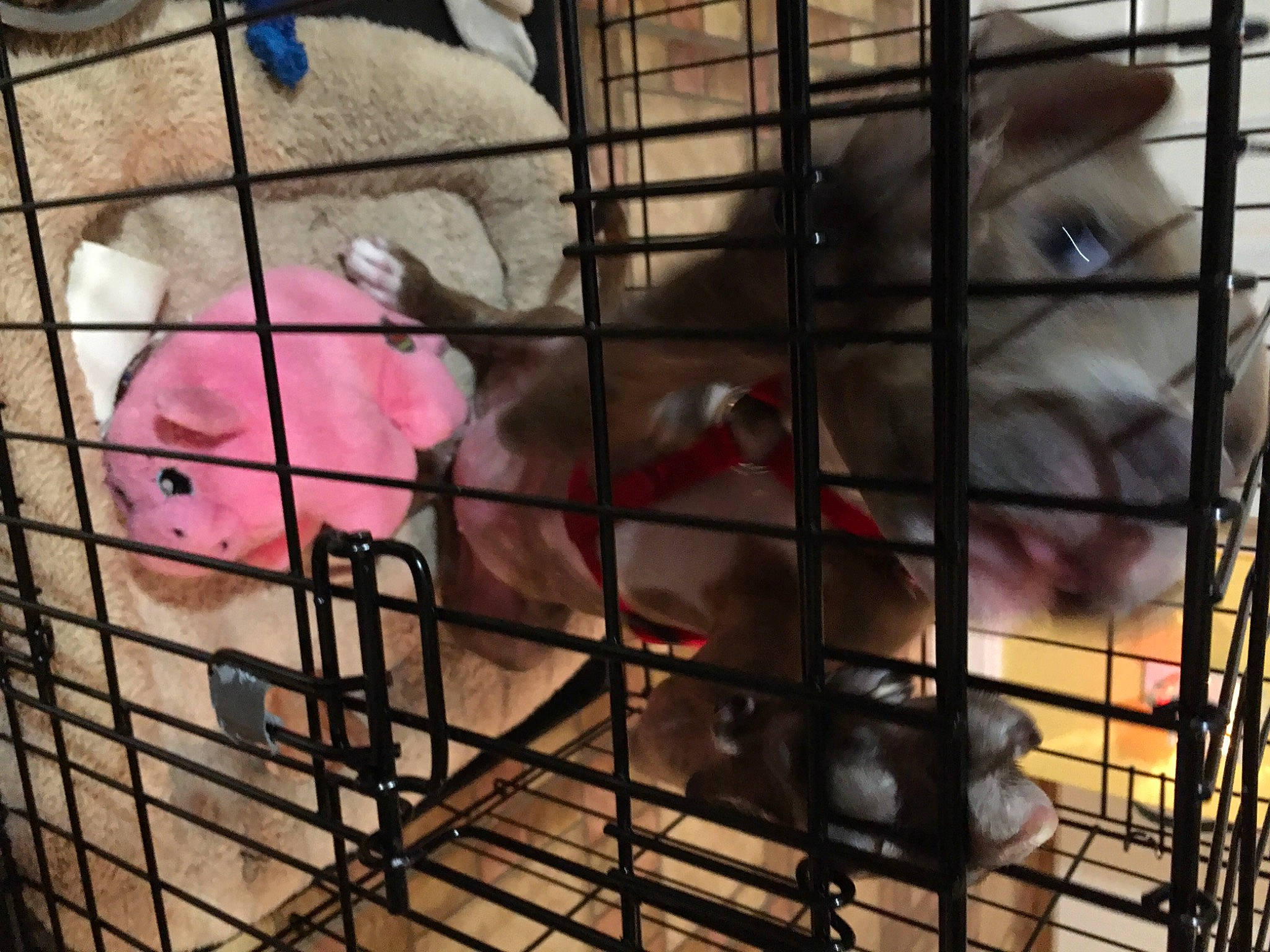 Joy Rue is registered to the contest to win money with this photo: animal_shelter, cage, dog_crate, dog_supply, fawn, hamster, iris, kennel, mesh, muroidea, pest, pet_supply, rat, rodent, service, skin, snapshot, snout, vertebrate, whiskers