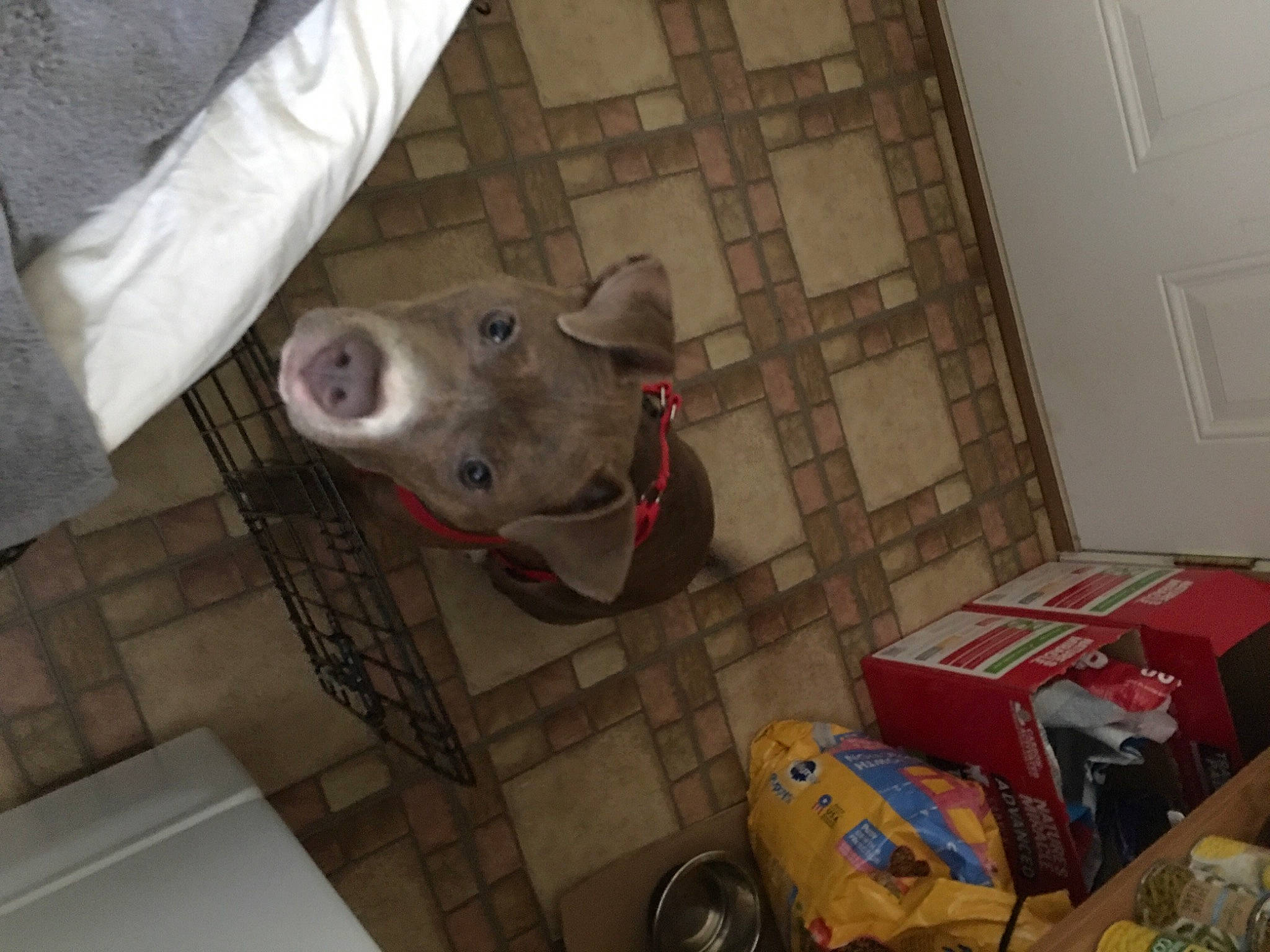 Joy Rue joined the competition — help win amazing prizes! box, canidae, carnivore, carton, dog, dog_breed, door, fawn, floor, flooring, fur, hardwood, room, shipping_box, snout, sporting_group, toy, whiskers, wood, working_animal