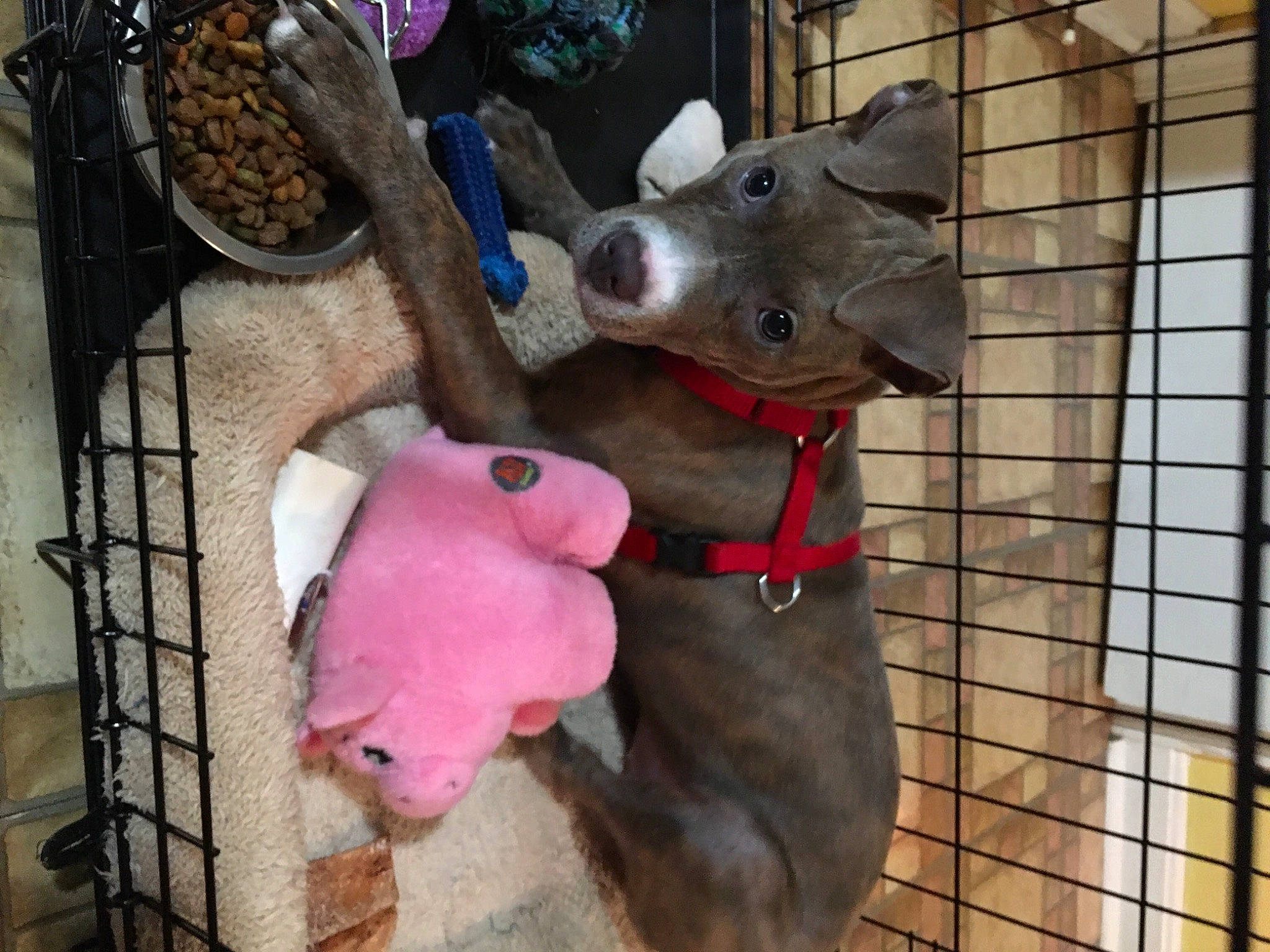 Joy Rue is registered to the contest to win money with this photo: animal_shelter, bowl, cage, canidae, carnivore, collar, companion_dog, dog, dog_breed, dog_collar, dog_supply, meal, mesh, pet_supply, pink, snout, sporting_group, stuffed_toy, toy, working_animal
