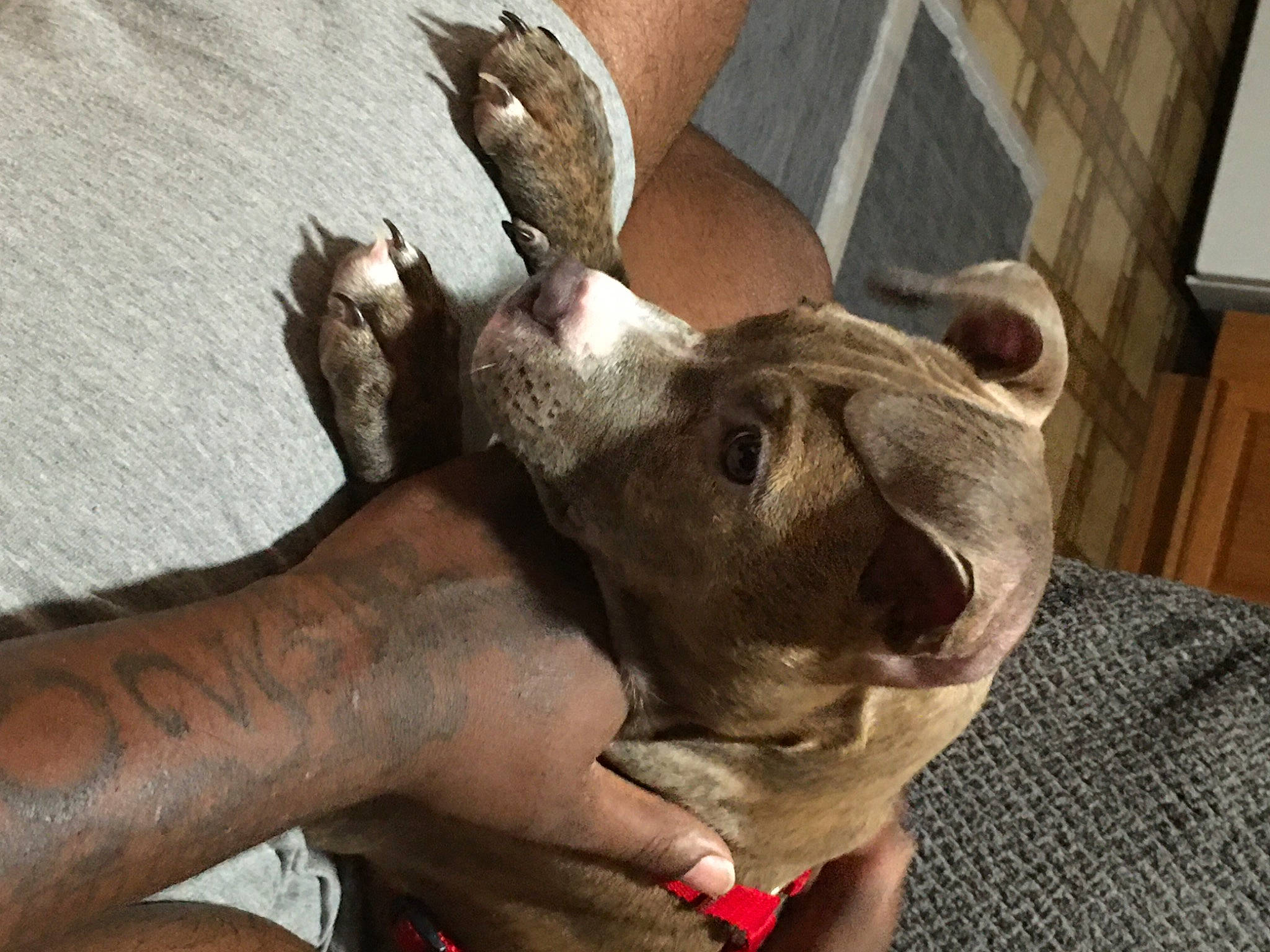 Joy Rue joined the competition — help win amazing prizes! bovine, bracelet, fawn, flesh, horn, jaw, joint, muscle, natural_material, skin, snout, sweater, tattoo, terrestrial_animal, trophy_hunting, wildlife_biologist, working_animal, woven_fabric, wrinkle, wrist