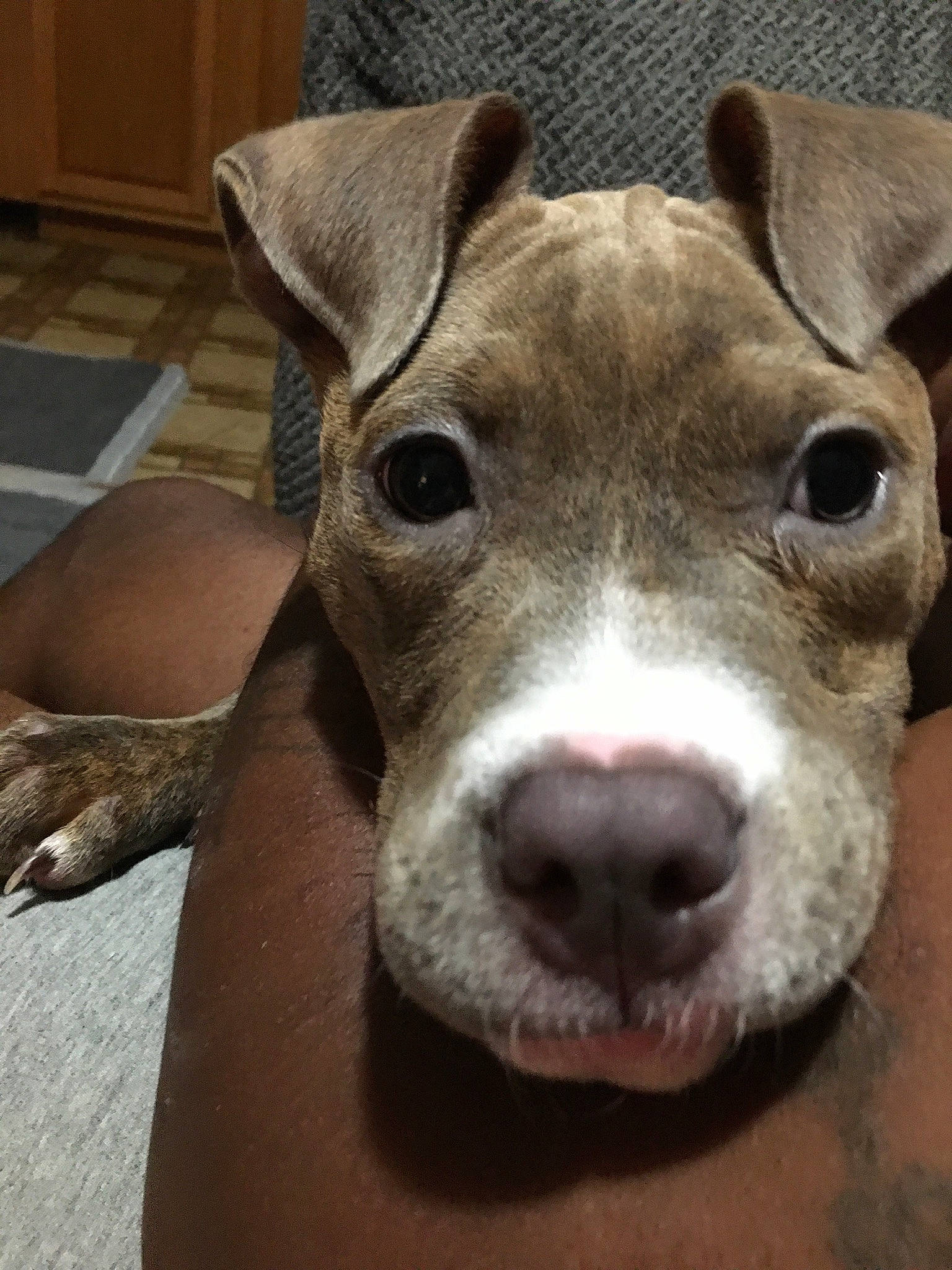 Joy Rue is registered to the contest to win money with this photo: cabinetry, canidae, carnivore, collar, companion_dog, dog, dog_breed, fawn, jaw, non_sporting_group, pet_supply, pit_bull, skin, snout, sporting_group, whiskers, working_animal, working_dog