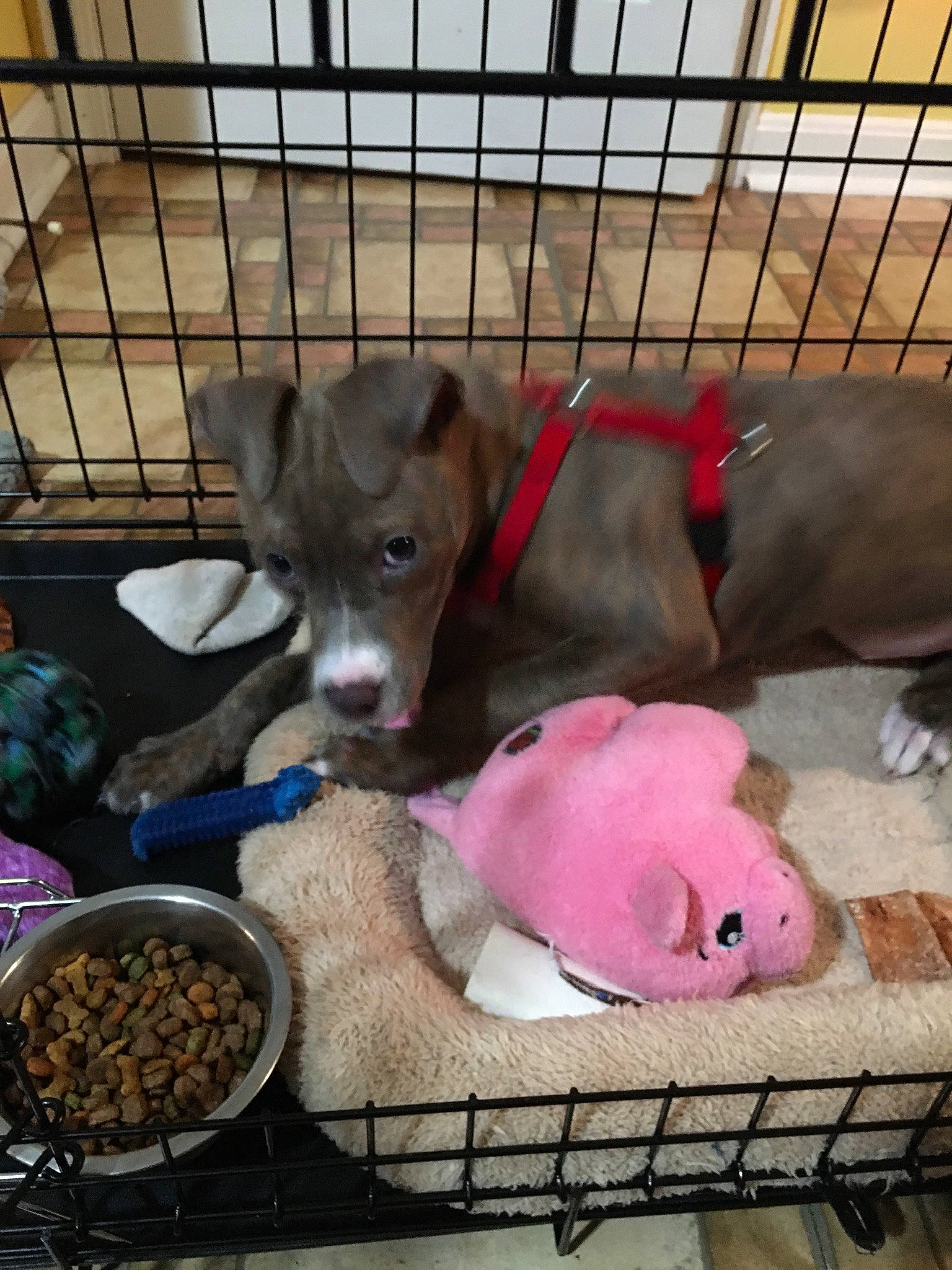 Joy Rue is registered to the contest to win money with this photo: animal_feed, animal_shelter, bowl, cage, canidae, carnivore, companion_dog, dog, dog_breed, dog_supply, fawn, liver, mesh, pet_food, pet_supply, small_animal_food, snout, toy, vertebrate, working_animal