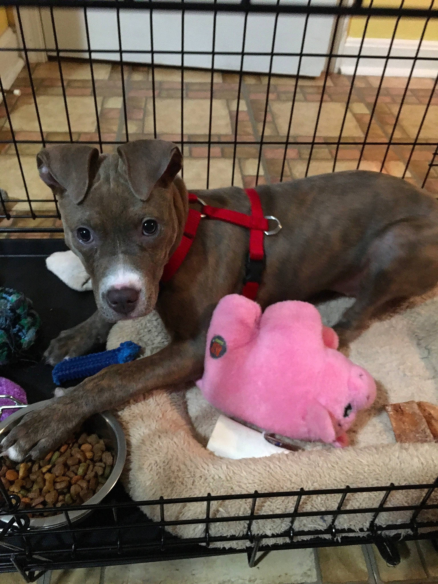 Joy Rue is registered to the contest to win money with this photo: animal_feed, animal_shelter, bowl, cage, collar, dog, dog_breed, dog_food, dog_supply, fence, mesh, mixing_bowl, peruvian_hairless_dog, pet_food, pet_supply, small_animal_food, snout, stuffed_toy, terrestrial_animal, working_animal