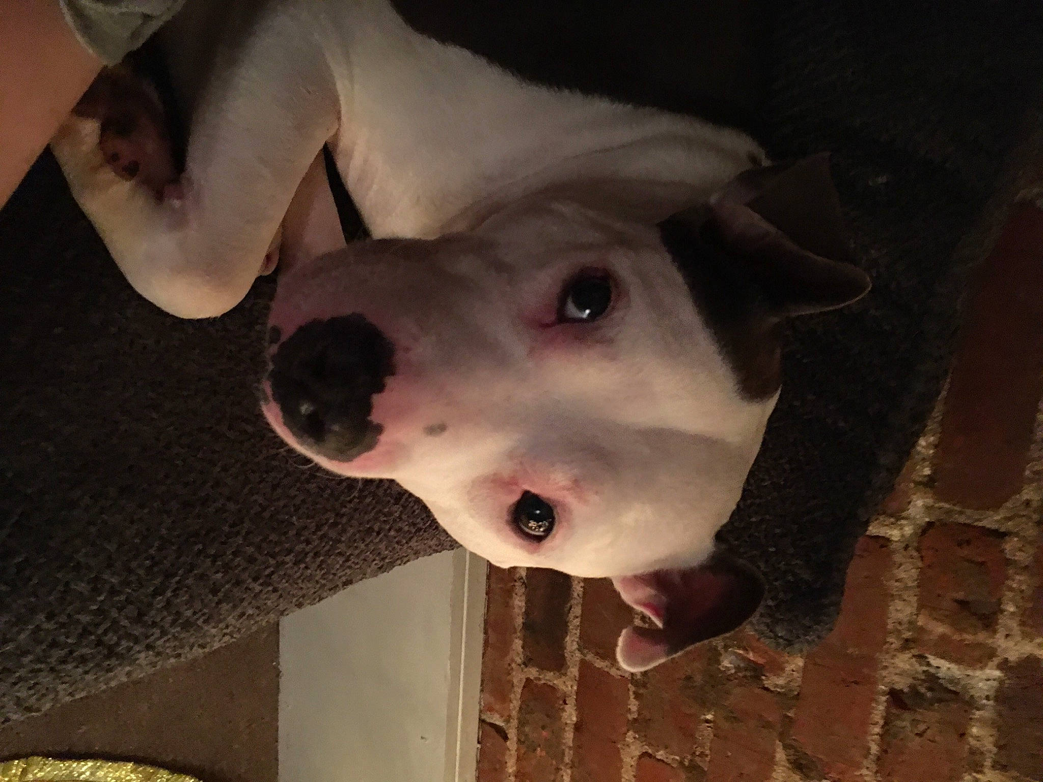 Shancez Doggie is registered to the contest to win money with this photo: canidae, carnivore, companion_dog, dog, dog_breed, ear, fawn, jaw, no_expression, non_sporting_group, snout, sporting_group, terrestrial_animal, whiskers, working_animal