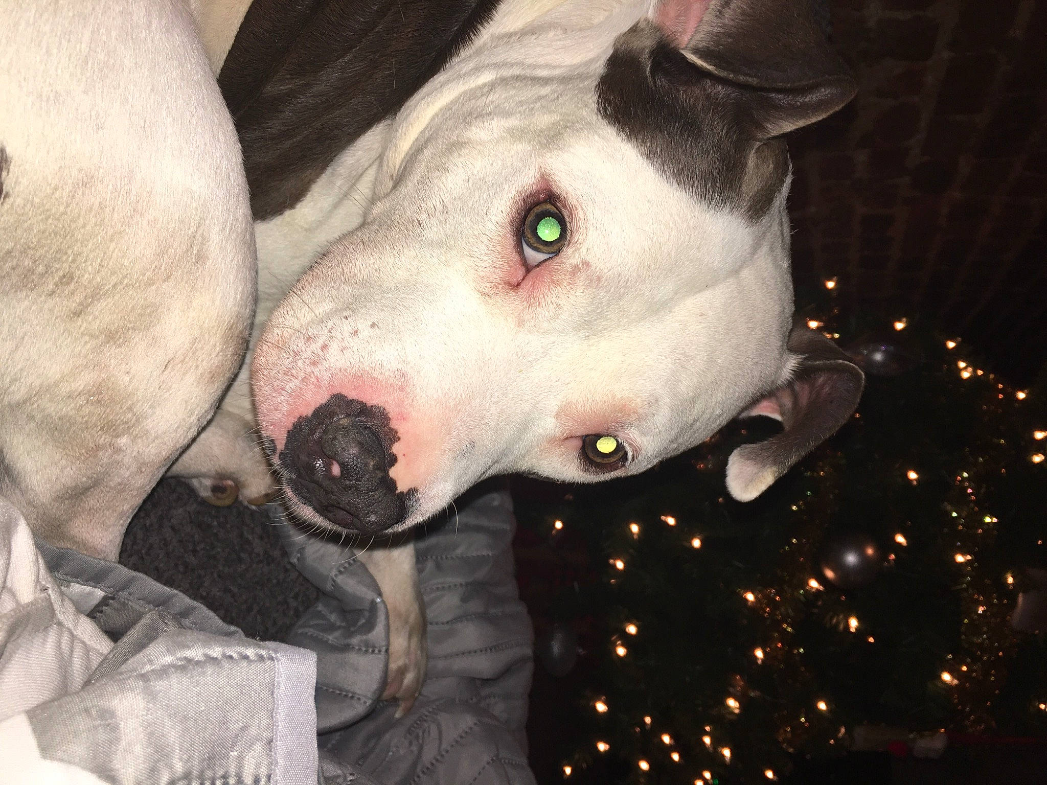 Shancez Doggie joined the competition — help win amazing prizes! bull_terrier, canidae, carmine, carnivore, collar, companion_dog, dog, dog_breed, dog_collar, ear, english_white_terrier, event, eye, fawn, fur, jaw, snout, sporting_group, whiskers, working_animal