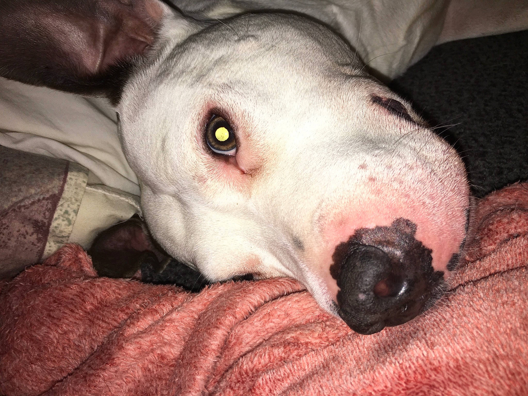 Shancez Doggie joined the competition — help win amazing prizes! canidae, carnivore, collar, comfort, companion_dog, dog, dog_breed, ear, fawn, flesh, fur, grey, guard_dog, jaw, no_expression, snout, sporting_group, terrestrial_animal, whiskers, working_animal