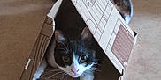 Yumi a rejoint le concours — aidez-le/la à gagner de superbes lots ! animal, black_and_white, box, cardboard, carpet, cat, cozy, curious, cute, eyes, feline, floor, hiding, home, indoor, paws, pet, playful, tent, whiskers