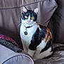 Yumi participe au concours pour gagner de l'argent avec cette photo : alert, animal, calico_cat, cat, collar, couch, cozy, domestic, feline, furniture, home, indoor, mammal, pet, remote_control, sitting, sofa, tag, whiskers, yellow_eyes