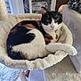 Yumi participe au concours pour gagner de l'argent avec cette photo : animal, calico_cat, cat, cat_tree, claws, cozy, ears, feline, fur, hammock_bed, home, indoor, looking, pet, pink_nose, relaxed, resting, soft, whiskers, window