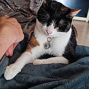 Yumi a rejoint le concours — aidez-le/la à gagner de superbes lots ! animal, blanket, calico_cat, cat, closeup, collar, comfort, companion, cozy, domestic, feline, fur, hand, indoor, paw, pet, relaxation, resting, tag, whiskers