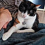 animal, blanket, calico_cat, cat, closeup, collar, comfort, companion, cozy, domestic, feline, fur, hand, indoor, paw, pet, relaxation, resting, tag, whiskers