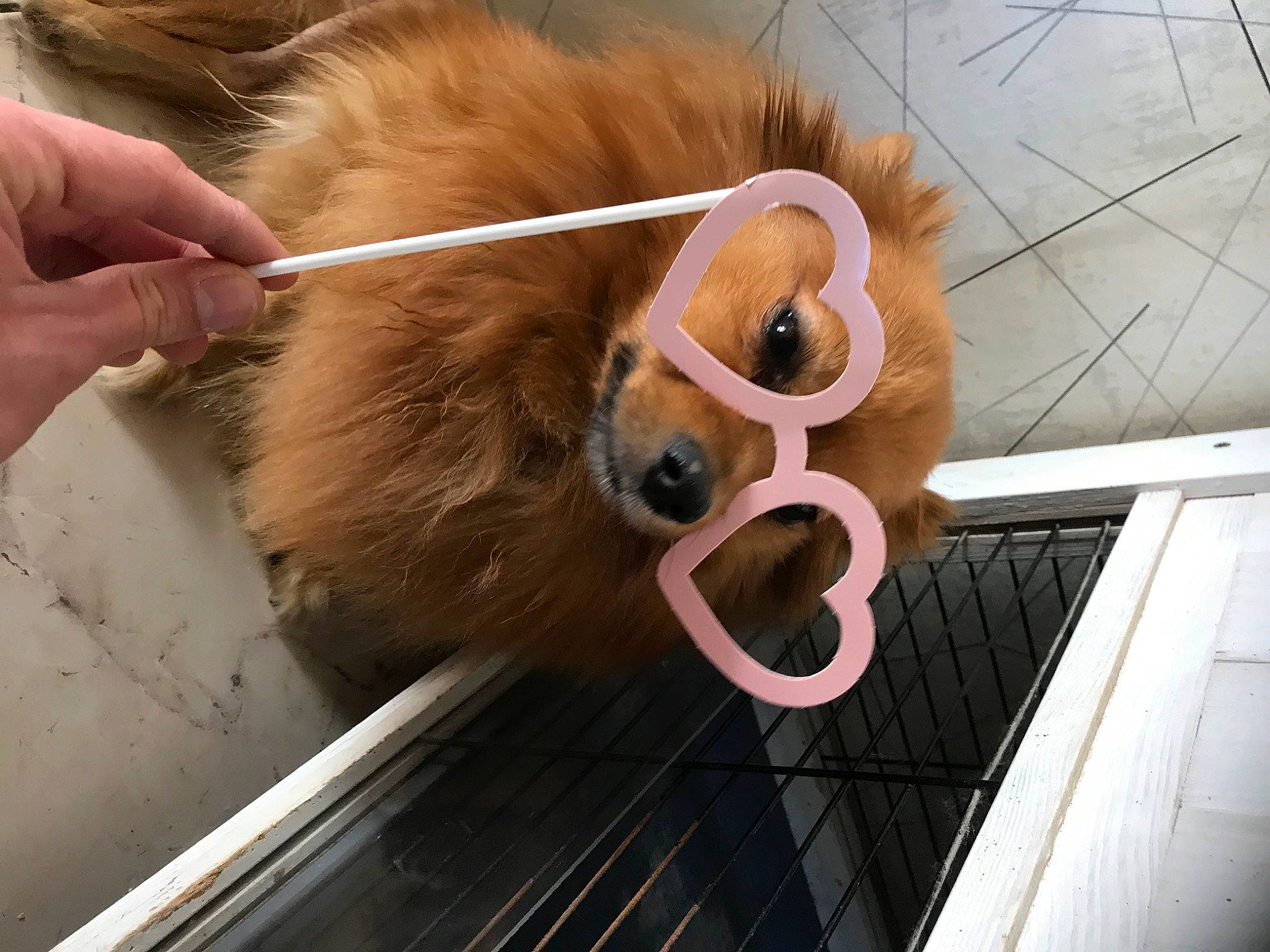 Gypsie a rejoint le concours — aidez-le/la à gagner de superbes lots ! canidae, carnivore, companion_dog, dog_breed, fawn, pomeranian, snout, sporting_group