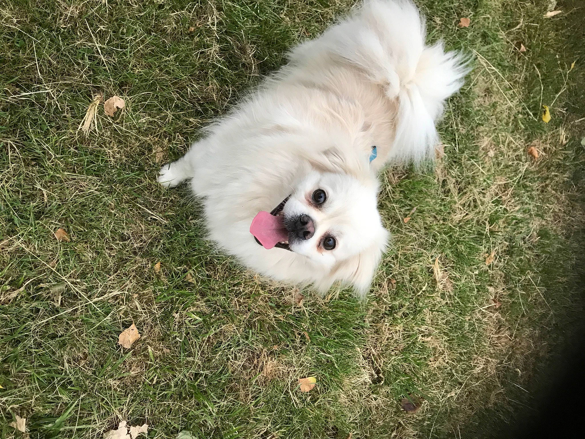 Djoko participe au concours pour gagner de l'argent avec cette photo : american_eskimo_dog, canidae, carnivore, companion_dog, dog, dog_breed, german_spitz, german_spitz_klein, german_spitz_mittel, grass, japanese_spitz, mammal, non_sporting_group, pomeranian, puppy, samoyed, sky, spitz, vertebrate, volpino_italiano