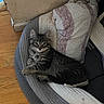 Diego is registered to the contest to win money with this photo: animal, bed, blanket, cat, corner, cozy, curious, cute, domestic, feline, fur, indoor, kitten, looking, pet, relaxed, resting, tabby, wooden_floor, young
