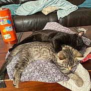 Diego joined the competition — help win amazing prizes! animal, black_cat, blanket, cozy, cuddle, cute, domestic, friendship, fur, gray_tabby_cat, home, indoor, kitten, leather_couch, nap, pet, relaxation, resting, sleeping, wooden_table