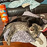 animal, black_cat, blanket, cozy, cuddle, cute, domestic, friendship, fur, gray_tabby_cat, home, indoor, kitten, leather_couch, nap, pet, relaxation, resting, sleeping, wooden_table
