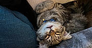 Diego joined the competition — help win amazing prizes! animal, black_cat, cat, closeup, collar, comfort, cozy, cushion, cute, domestic_animal, feline, fur, indoor, nap, pet, relaxed, resting, sleeping, soft, tabby_cat