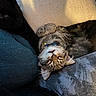 animal, black_cat, cat, closeup, collar, comfort, cozy, cushion, cute, domestic_animal, feline, fur, indoor, nap, pet, relaxed, resting, sleeping, soft, tabby_cat