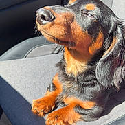 Whiskey joined the competition — help win amazing prizes! dog, dachshund, pet, car_seat, sunlight, paws, nose, whiskers, fur, black_fur, brown_markings, close_up, portrait, sitting, relaxed, interior, vehicle, seat, companion, adorable