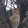 cat, ginger_cat, orange_cat, animal, pet, feline, tree, branches, outdoors, nature, woodland, perched, sitting, portrait, whiskers, ears, fur, greenery, daylight, vertical_photo