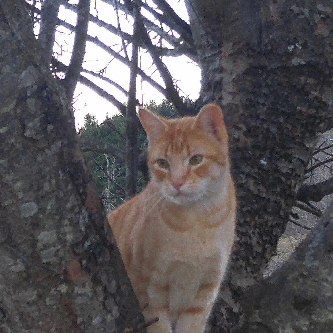 Cornbread joined the competition — help win amazing prizes! animal, branches, cat, daylight, ears, feline, fur, ginger_cat, greenery, nature, orange_cat, outdoors, perched, pet, portrait, sitting, tree, vertical_photo, whiskers, woodland
