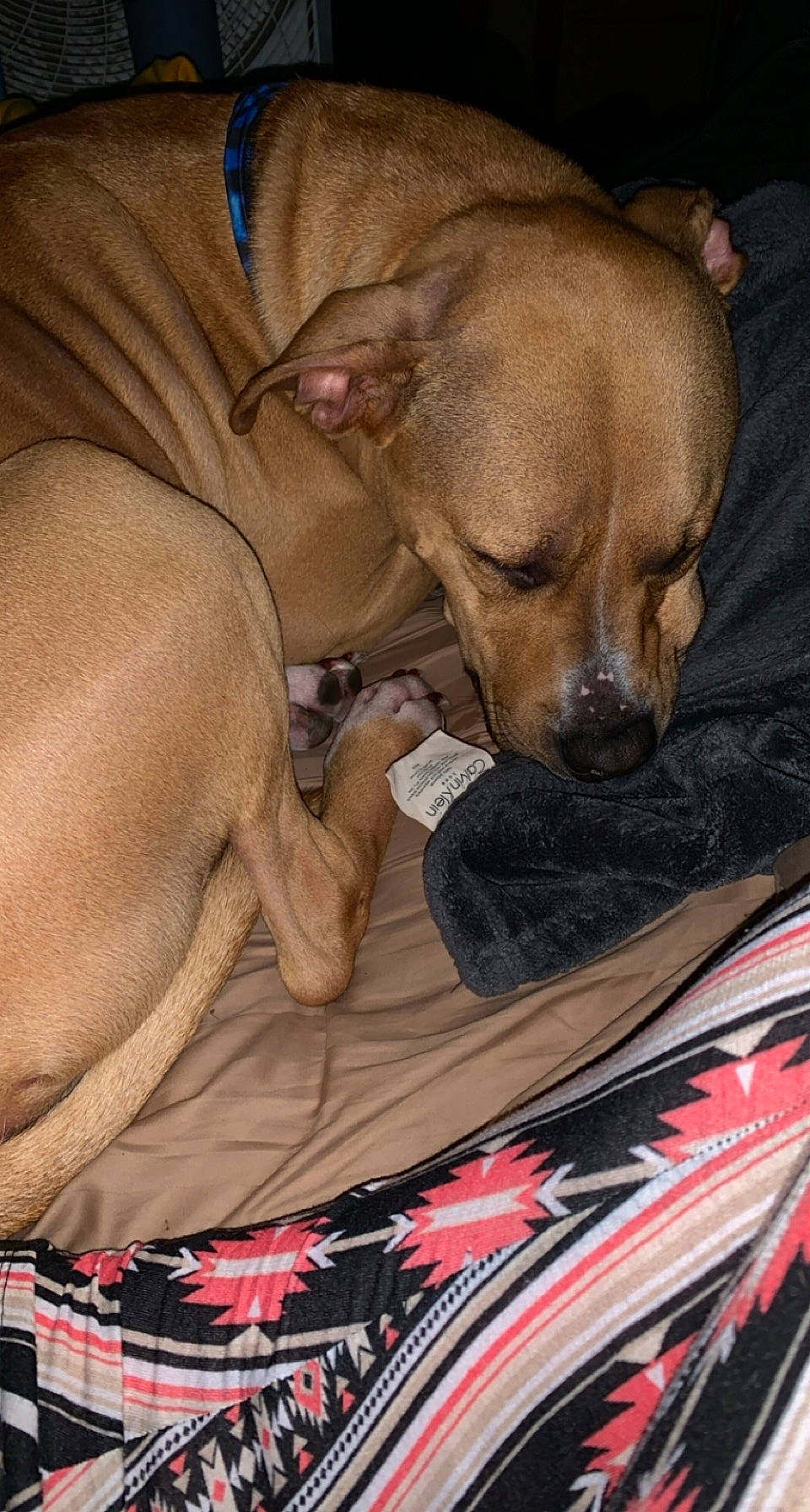 Bo Bo is registered to the contest to win money with this photo: canidae, carnivore, comfort, companion_dog, dog, dog_breed, dog_supply, fawn, fur, liver, non_sporting_group, paw, puppy_love, snout, sporting_group, toy_dog, whiskers, working_animal