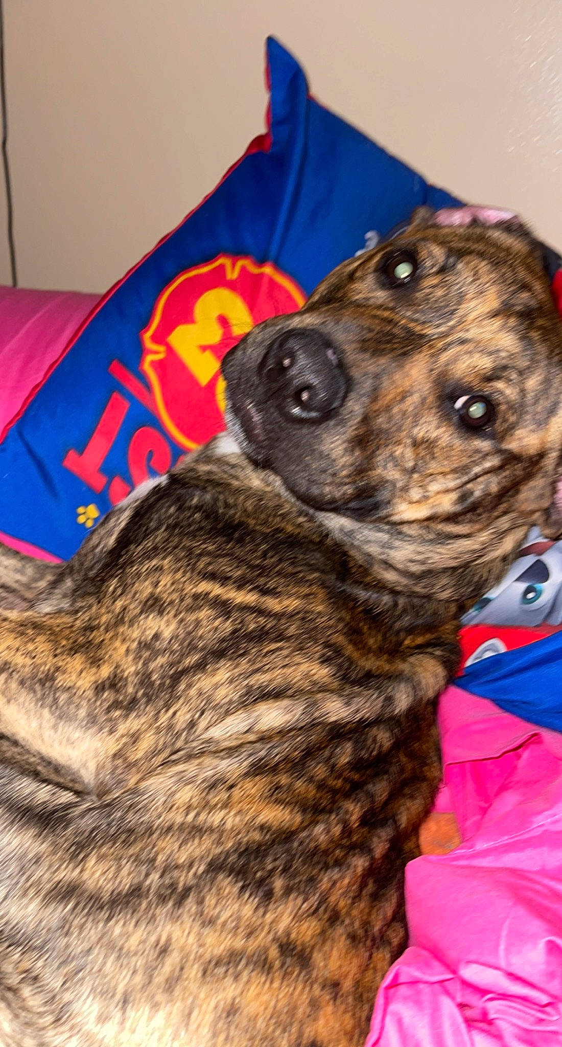 Jaxx joined the competition — help win amazing prizes! canidae, carnivore, collar, companion_dog, dog, dog_breed, dog_collar, dogo_sardesco, fur, pet_supply, snout, sporting_group, whiskers, working_animal, working_dog