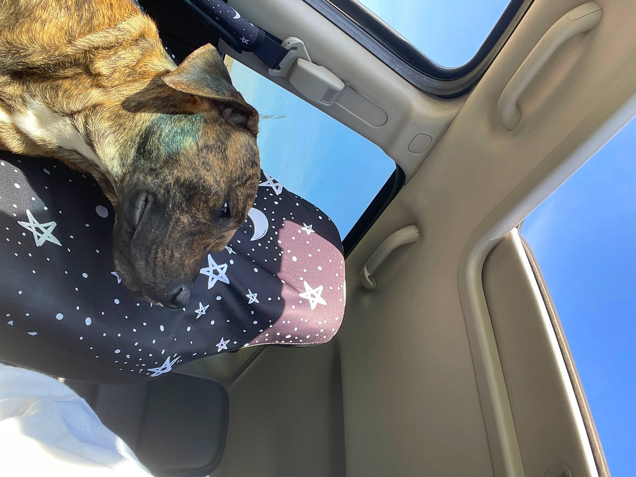 Jaxx is registered to the contest to win money with this photo: auto_part, automotive_exterior, automotive_mirror, automotive_window_part, car, carnivore, dog, dog_breed, electric_blue, gesture, glass, hood, motor_vehicle, rear_view_mirror, snout, tints_and_shades, vehicle, vehicle_door, window, windshield