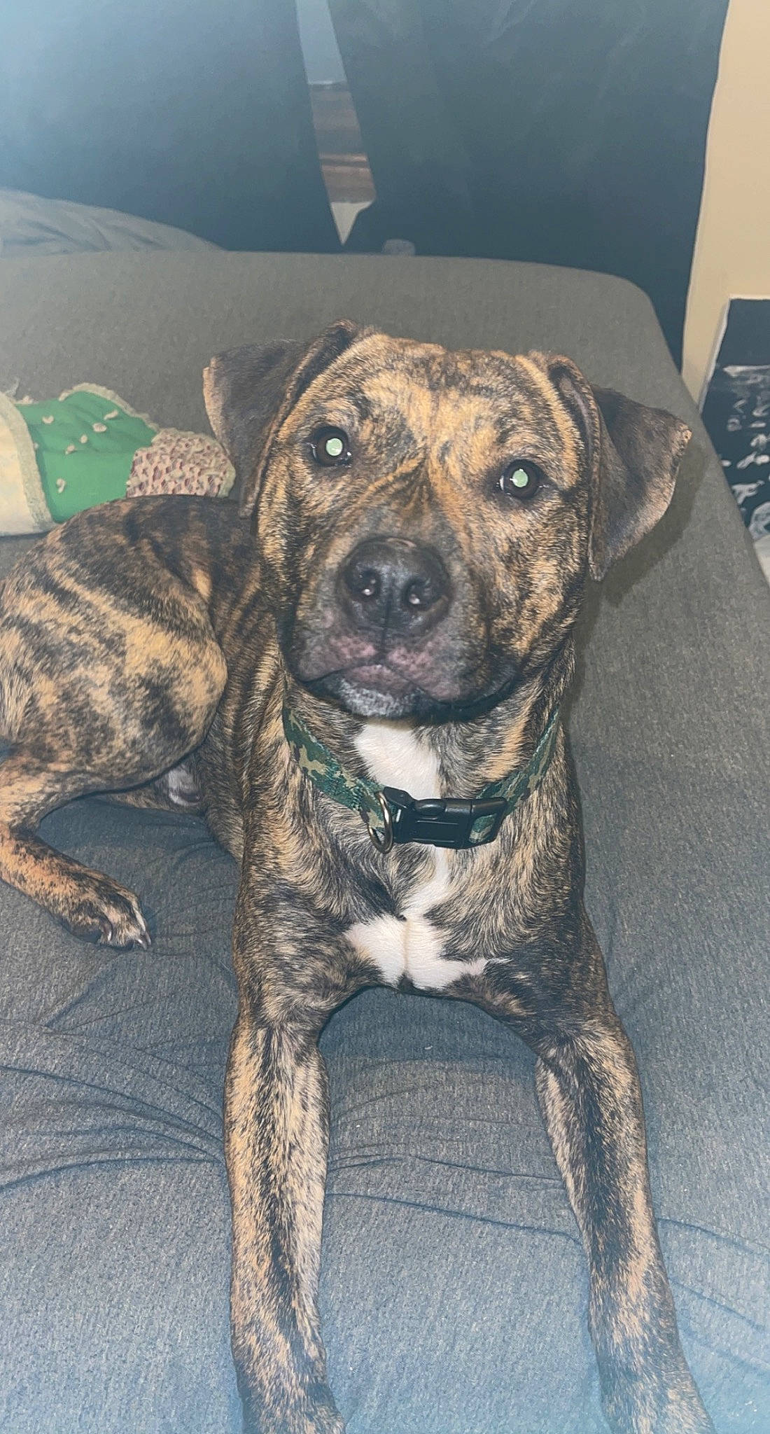 Jaxx is registered to the contest to win money with this photo: canidae, carnivore, companion_dog, dog, dog_breed, dog_collar, dogo_sardesco, eye, fawn, fur, guard_dog, molosser, non_sporting_group, puppy, snout, sporting_group, terrestrial_animal, whiskers, working_animal, working_dog