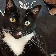 Bidou a rejoint le concours — aidez-le/la à gagner de superbes lots ! cat, tuxedo_cat, black_and_white, whiskers, tongue_out, close_up, pet, animal, feline, indoor, cushion, patterned_background, curious, eyes, ears, face, fur, cute, mischievous, portrait