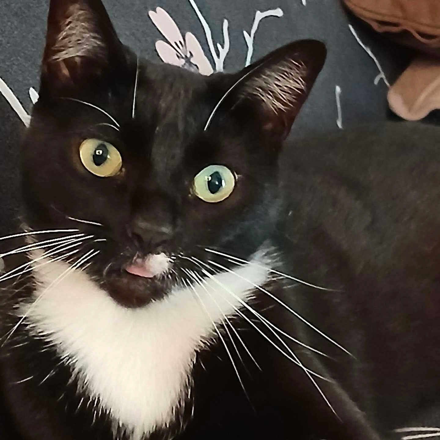Bidou a rejoint le concours — aidez-le/la à gagner de superbes lots ! cat, tuxedo_cat, black_and_white, whiskers, tongue_out, close_up, pet, animal, feline, indoor, cushion, patterned_background, curious, eyes, ears, face, fur, cute, mischievous, portrait