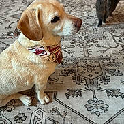 Buddy is registered to the contest to win money with this photo: animal, bandana, cat, companion, cozy, curious, dog, domestic_animal, floor, fur, indoor, labrador, mammal, patterned_rug, pet, rug, side_view, sitting, tail, walking