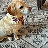 animal, bandana, cat, companion, cozy, curious, dog, domestic_animal, floor, fur, indoor, labrador, mammal, patterned_rug, pet, rug, side_view, sitting, tail, walking