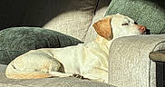 Buddy joined the competition — help win amazing prizes! animal, beige, canine, comfort, couch, cozy, dog, fur, green, home, indoor, labrador_retriever, nap, pet, pillows, relaxing, resting, sleeping, sofa, sunlight