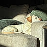 animal, beige, canine, comfort, couch, cozy, dog, fur, green, home, indoor, labrador_retriever, nap, pet, pillows, relaxing, resting, sleeping, sofa, sunlight