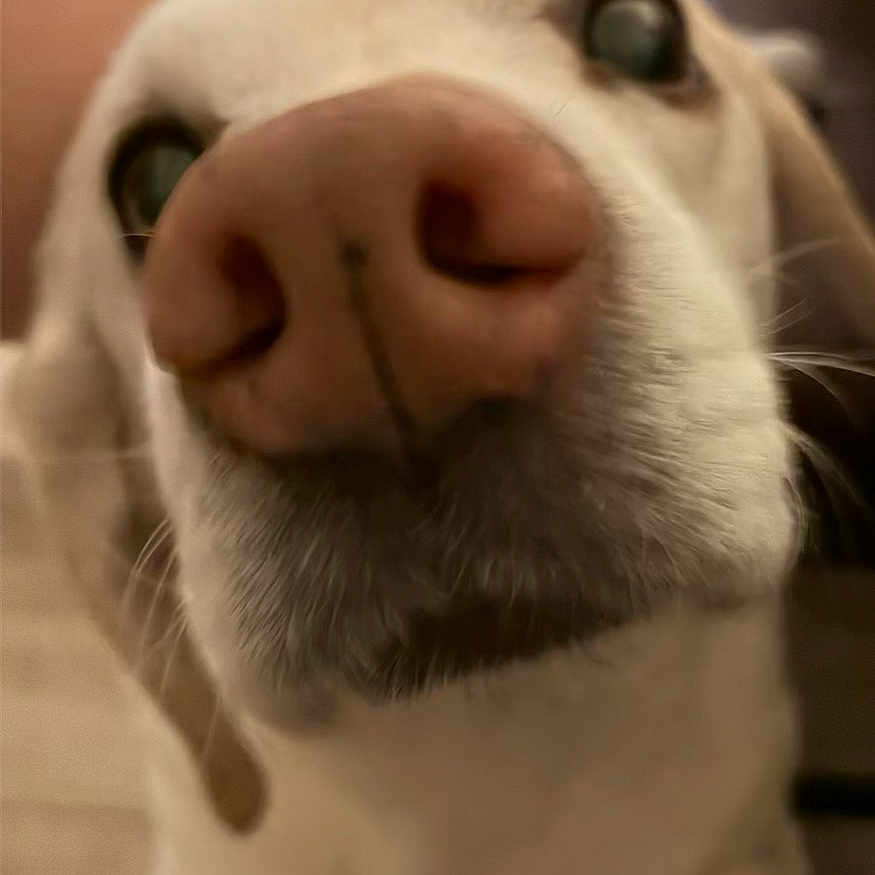 Buddy