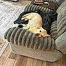 Buddy joined the competition — help win amazing prizes! animal, blanket, canine, comfort, couch, cozy, dog, furniture, golden_retriever, home, household, indoor, living_room, pet, plush, relaxing, resting, rug, sofa, wooden_floor