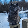 cat, gray_cat, fluffy_fur, animal, outdoor, snow, winter, trees, concrete_block, nature, wildlife, blue_sky, clouds, mammal, pet, sitting, cold, forest, feline, daytime