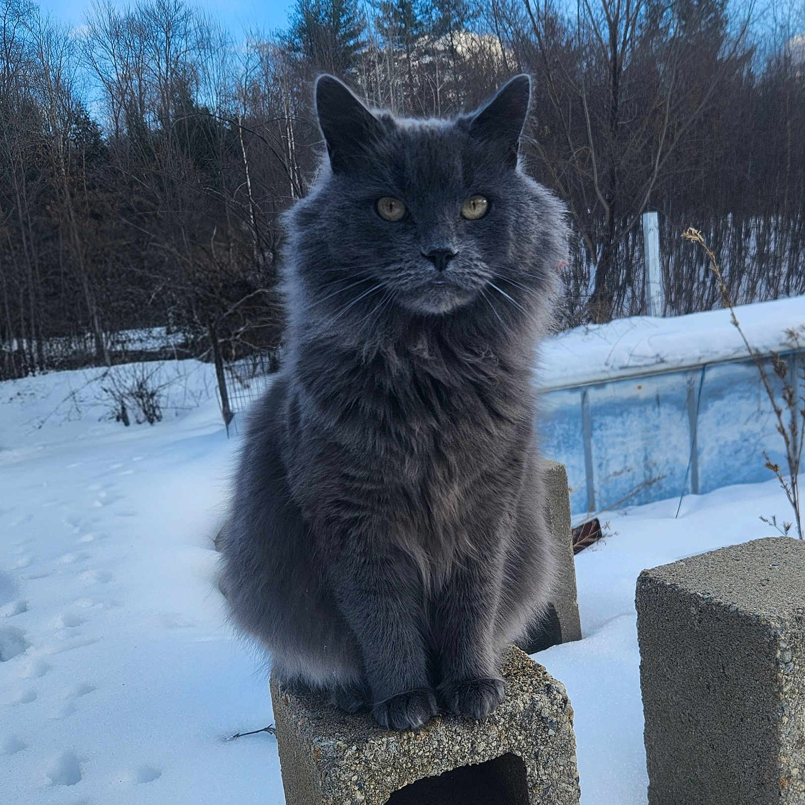 Casper is registered to the contest to win money with this photo: animal, blue_sky, cat, clouds, cold, concrete_block, daytime, feline, fluffy_fur, forest, gray_cat, mammal, nature, outdoor, pet, sitting, snow, trees, wildlife, winter