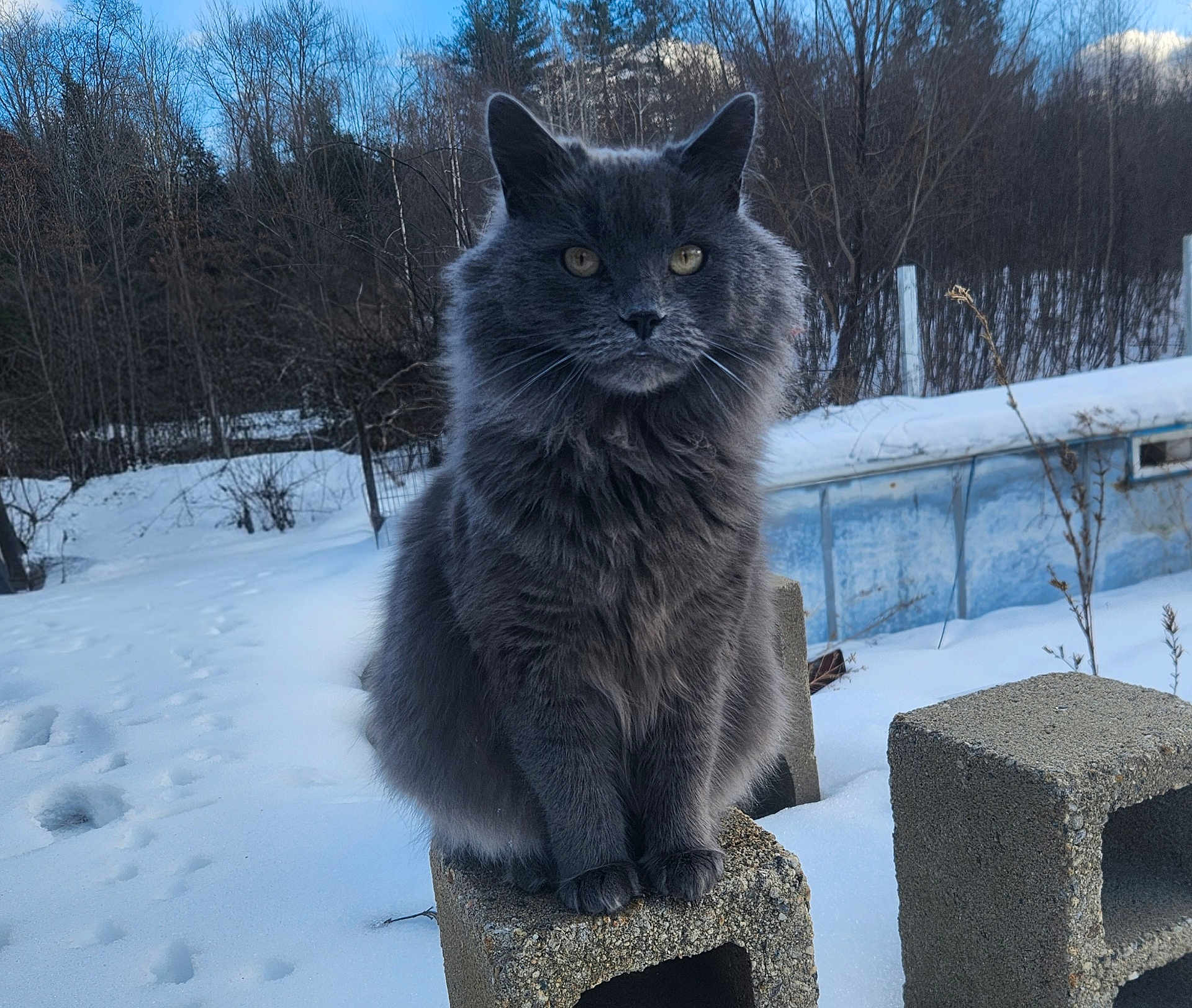 Casper is registered to the contest to win money with this photo: cat, gray_cat, fluffy_fur, animal, outdoor, snow, winter, trees, concrete_block, nature, wildlife, blue_sky, clouds, mammal, pet, sitting, cold, forest, feline, daytime
