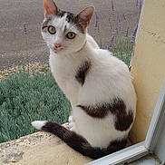 Toast a rejoint le concours — aidez-le/la à gagner de superbes lots ! animal, black_spots, cat, curious, daylight, ears, flowers, fur, garden, ledges, nature, outdoor, pet, plants, sitting, street, tail, whiskers, white_cat, window